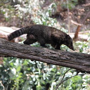 western mountain coati or western dwarf coati (Nasuella olivacea)