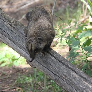 western mountain coati or western dwarf coati (Nasuella olivacea)