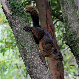 red-tailed squirrel (Notosciurus granatensis)
