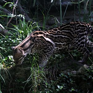 ocelot (Leopardus pardalis)