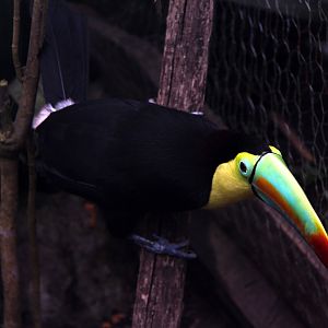 Keel-billed Toucan (Ramphastos sulfuratus)