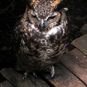 Ecuadorian great horned owl ( Bubo virginianus nigrescens)
