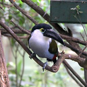 black-billed mountain toucan (Andigena nigrirostris)