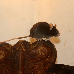 Roof Rat (Rattus rattus)