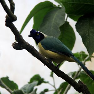 Green jay (Cyanocorax yncas galeatus)