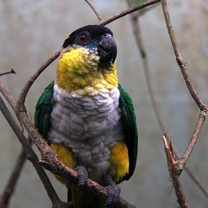 Black-headed caique (Pionites melanocephalus)