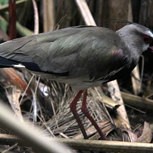 southern lapwing (Vanellus chilensis)
