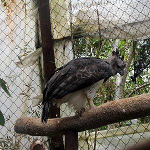 Harpy eagle (Harpia harpyja)