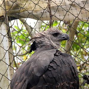 Harpy eagle (Harpia harpyja)