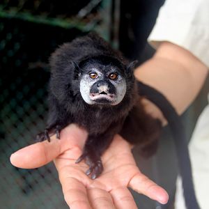 mottle-faced tamarin (Saguinus inustus)