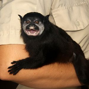 mottle-faced tamarin (Saguinus inustus)
