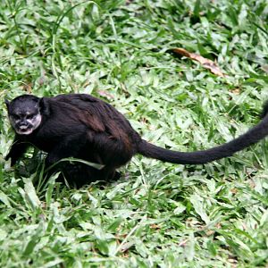 mottle-faced tamarin (Saguinus inustus)