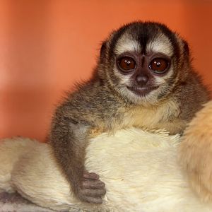 Brumback's night monkey (Aotus brumbacki)