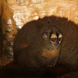 Brumback's night monkey (Aotus brumbacki)