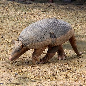 giant armadillo (Priodontes maximus)