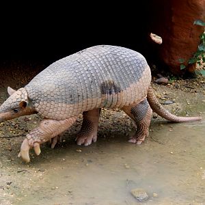 giant armadillo (Priodontes maximus)