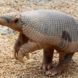 giant armadillo (Priodontes maximus)