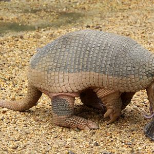 giant armadillo (Priodontes maximus) feeding