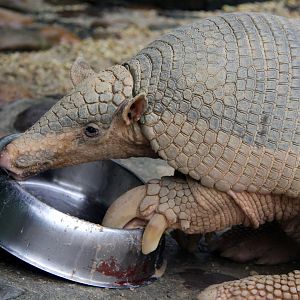 giant armadillo (Priodontes maximus) feeding