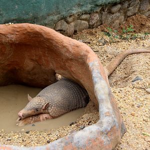 giant armadillo (Priodontes maximus)