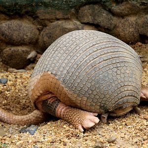 giant armadillo (Priodontes maximus)