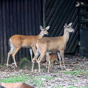 White-tailed deer (Odocoileus virginianus goudotii)