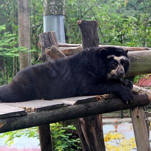 spectacled bear (Tremarctos ornatus)