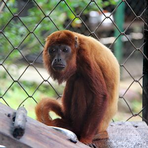 Venezuelan red howler (Alouatta seniculus)