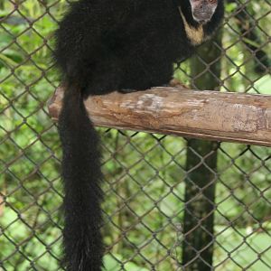 black titi (Cheracebus lugens)