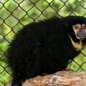 black titi (Cheracebus lugens)