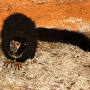 black titi (Cheracebus lugens)
