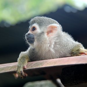 Common squirrel monkey Saimiri sciureus albigena)