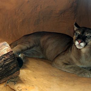 Puma (Puma concolor)