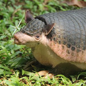 southern naked-tailed armadillo (Cabassous unicinctus)