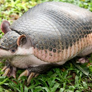 southern naked-tailed armadillo (Cabassous unicinctus)