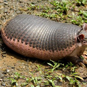 southern naked-tailed armadillo (Cabassous unicinctus)