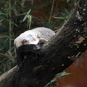 greater grison (Galictis vittata)