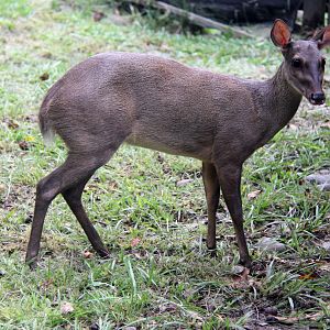 Colombian Brown Brocket (Mazama murelia)