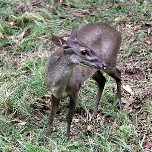 Colombian Brown Brocket (Mazama murelia)