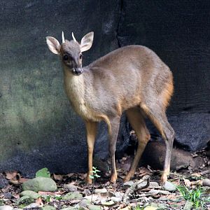 Colombian Brown Brocket (Mazama murelia)
