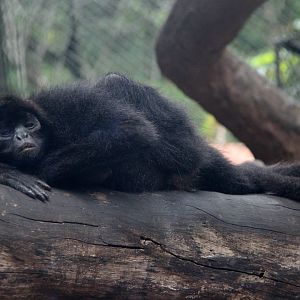 black-headed spider monkey (Ateles fusciceps)