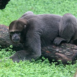 common woolly monkey, or Humboldt's woolly monkey (Lagothrix lagothricha)