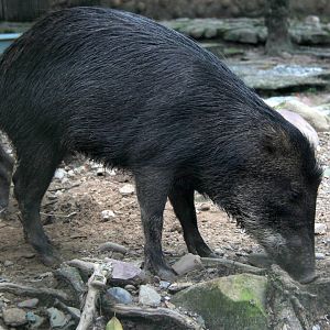 White-lipped peccary (Tayassu pecari albirostris)