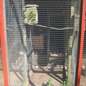 Den Jydske Rosenpark - Dove aviary