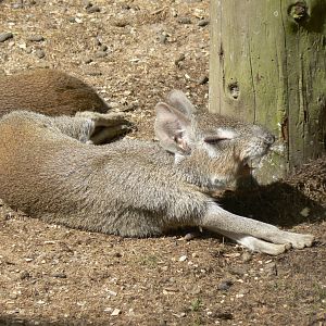 Chacoan Mara stretching - 11 August 2019