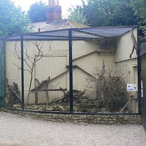 Rock Hyrax enclosure - 11 August 2019