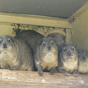 Rock Hyrax - 11 August 2019
