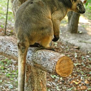 Lumholtz's Tree kangaroo
