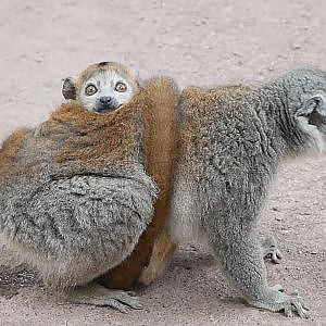 Paul & Lynsey's Zoo Tour #89 Apenheul - YouTube