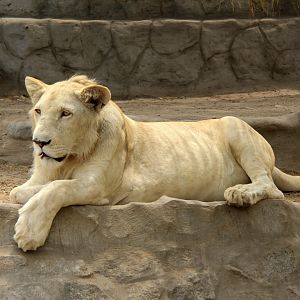 lion (Panthera leo)
